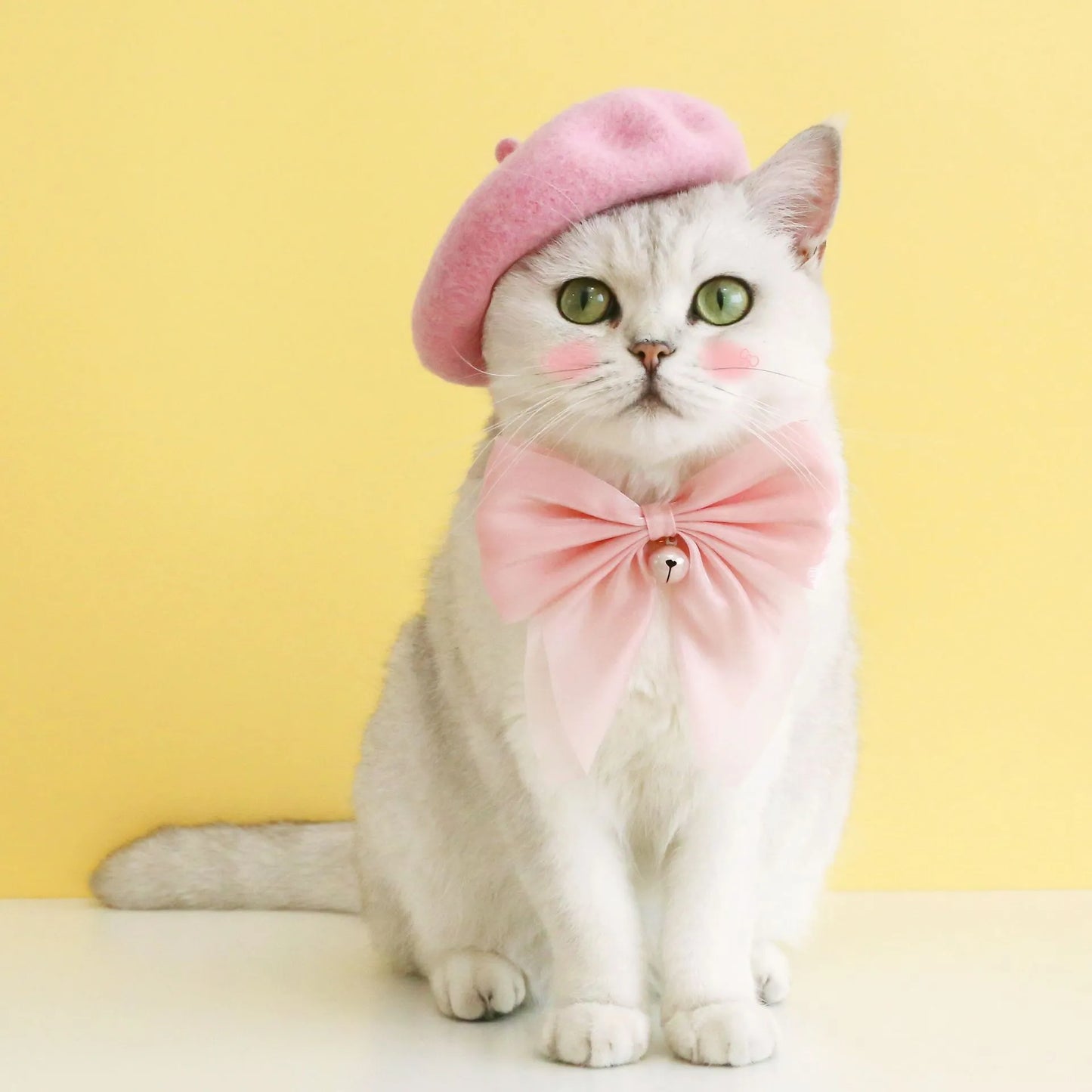 Beret for your pet