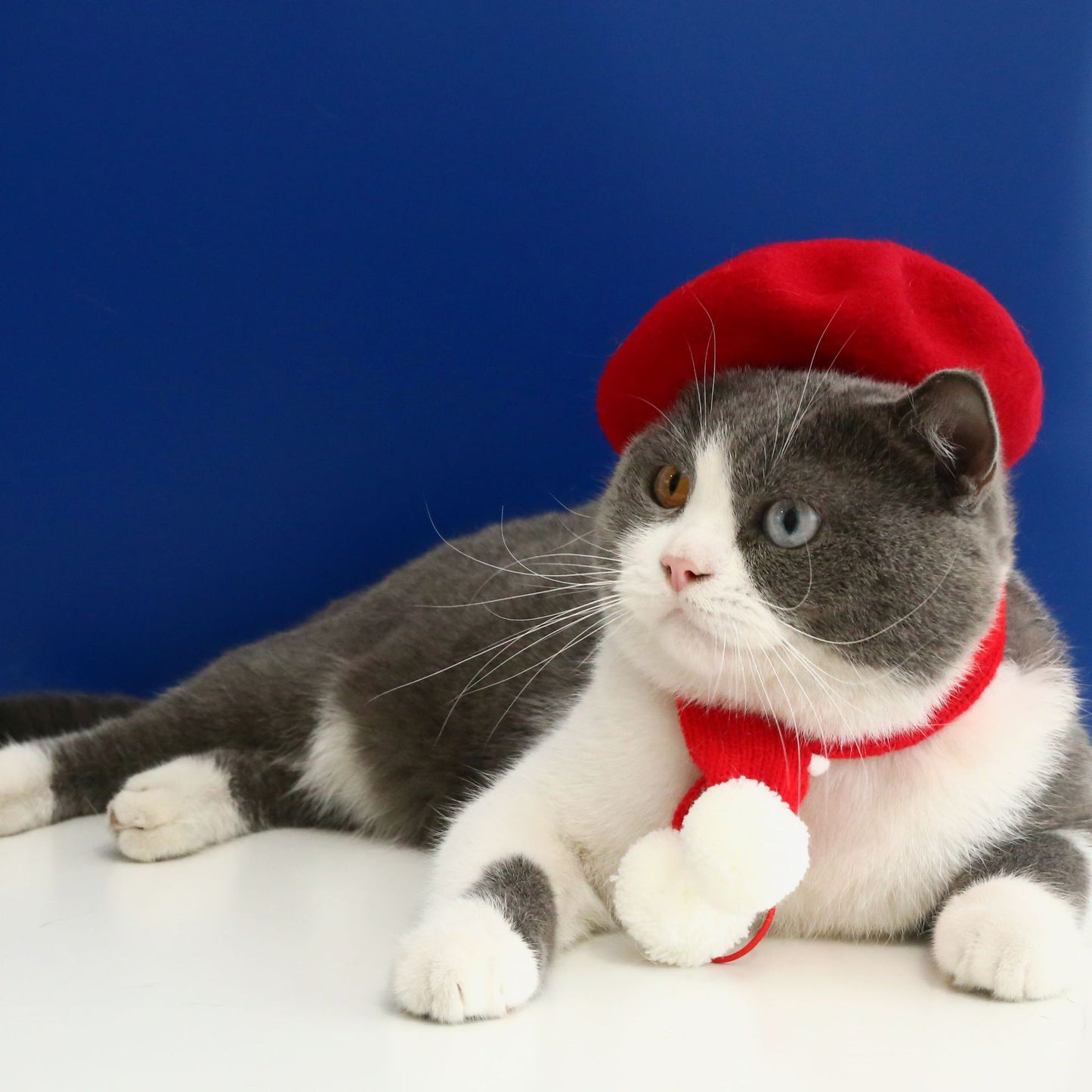 Beret for your pet